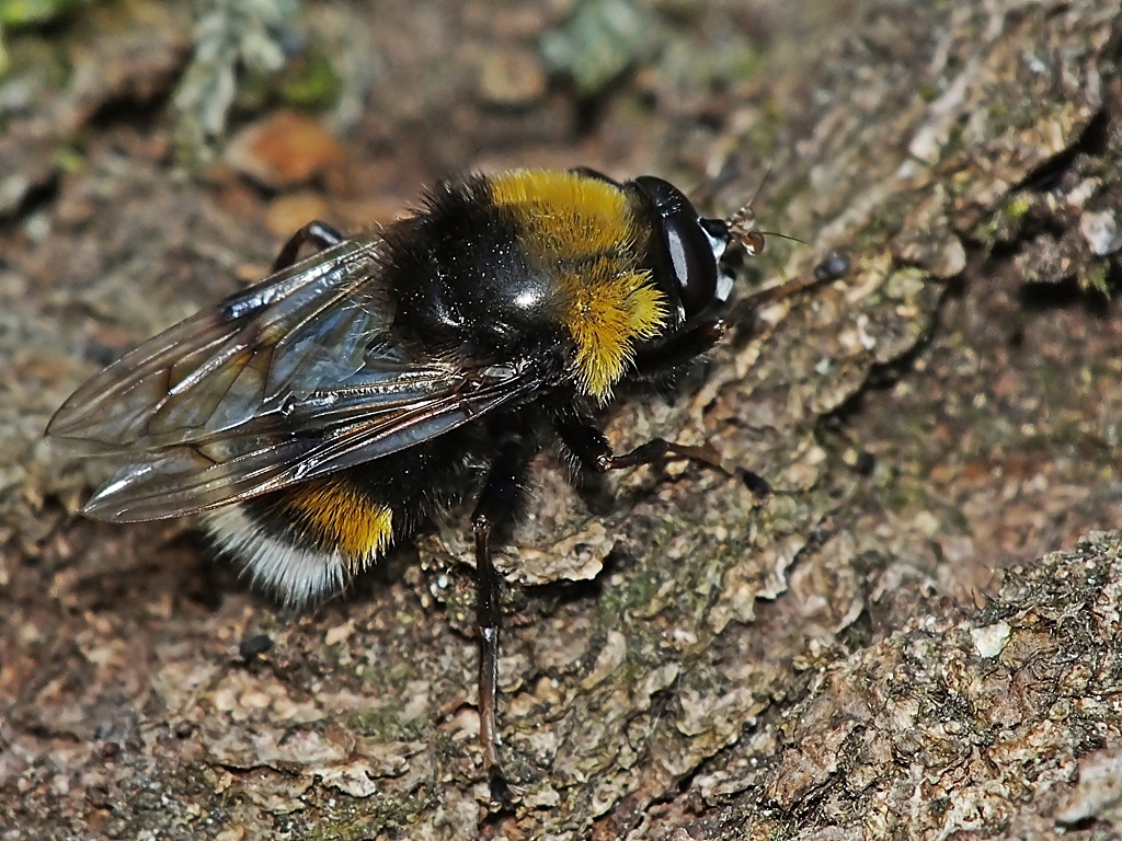 Pocota personata | Insektarium