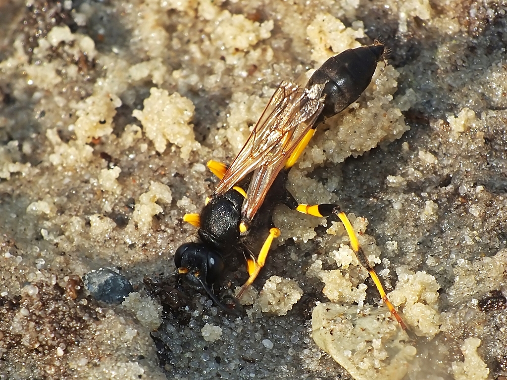 sceliphron-destillatorium-gliniarz-na-cienny-insektarium