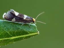 Prodoxidae Insektarium