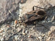 Rhyparochromus Pini Brudziec Sosnowy Insektarium