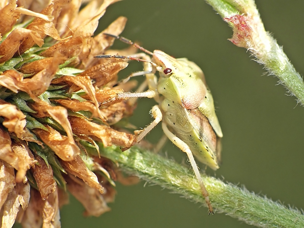 A lunulata Insektarium