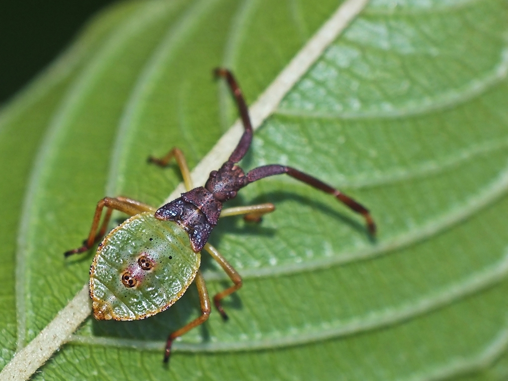 Agatul Insect G.acuteangulatus | Insektarium