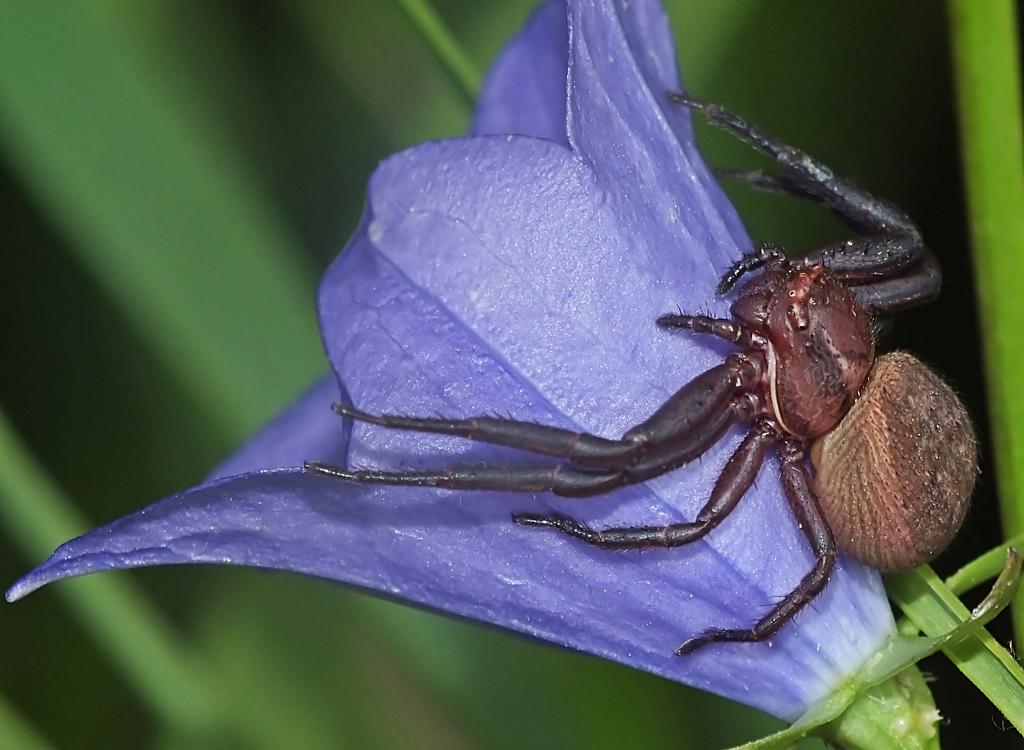Xysticus. Insektarium