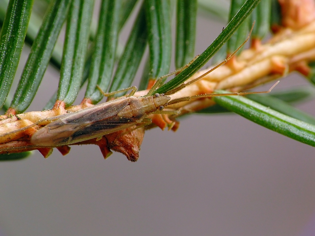 stenodema Insektarium