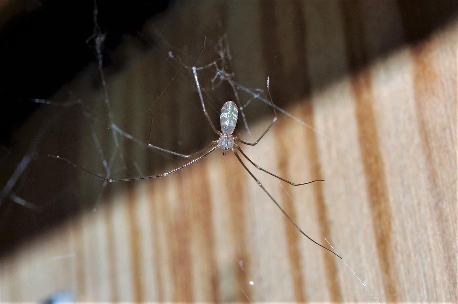 Pholcus. Insektarium