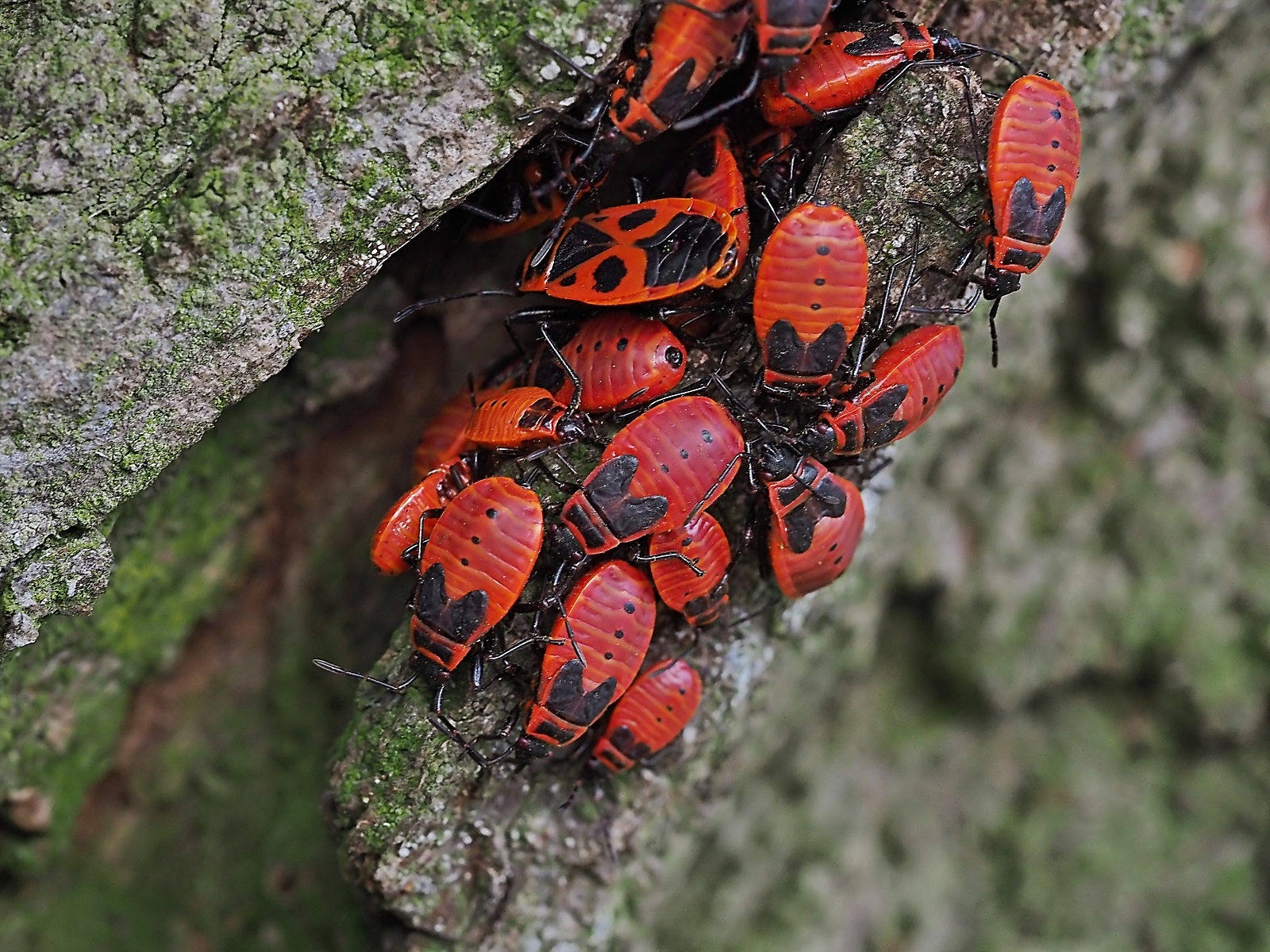 P.apterus Insektarium