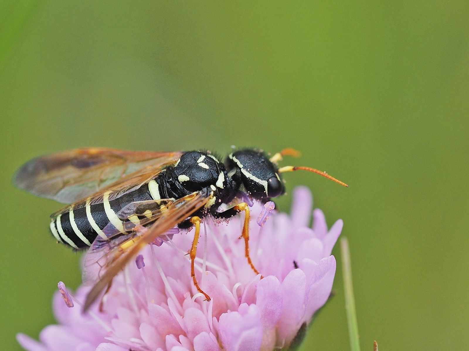 Cephalotes. Insektarium