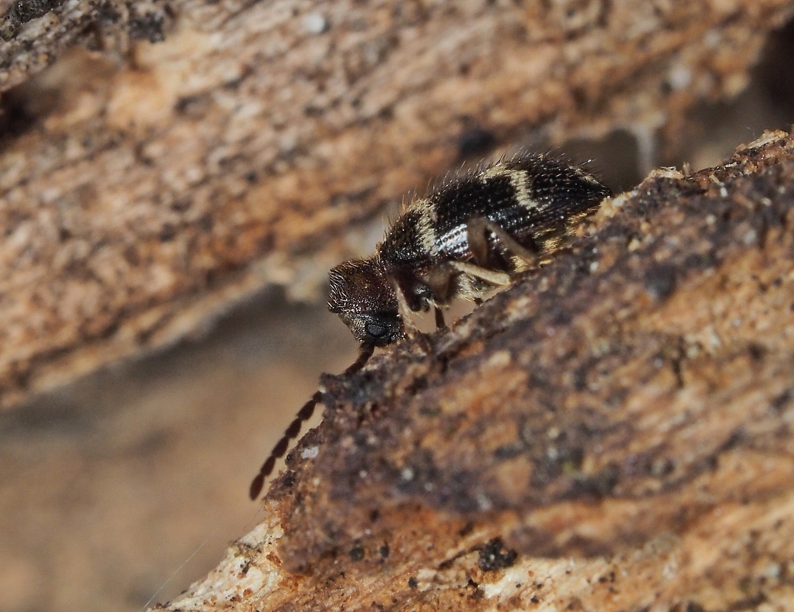 Ptinidae | Insektarium