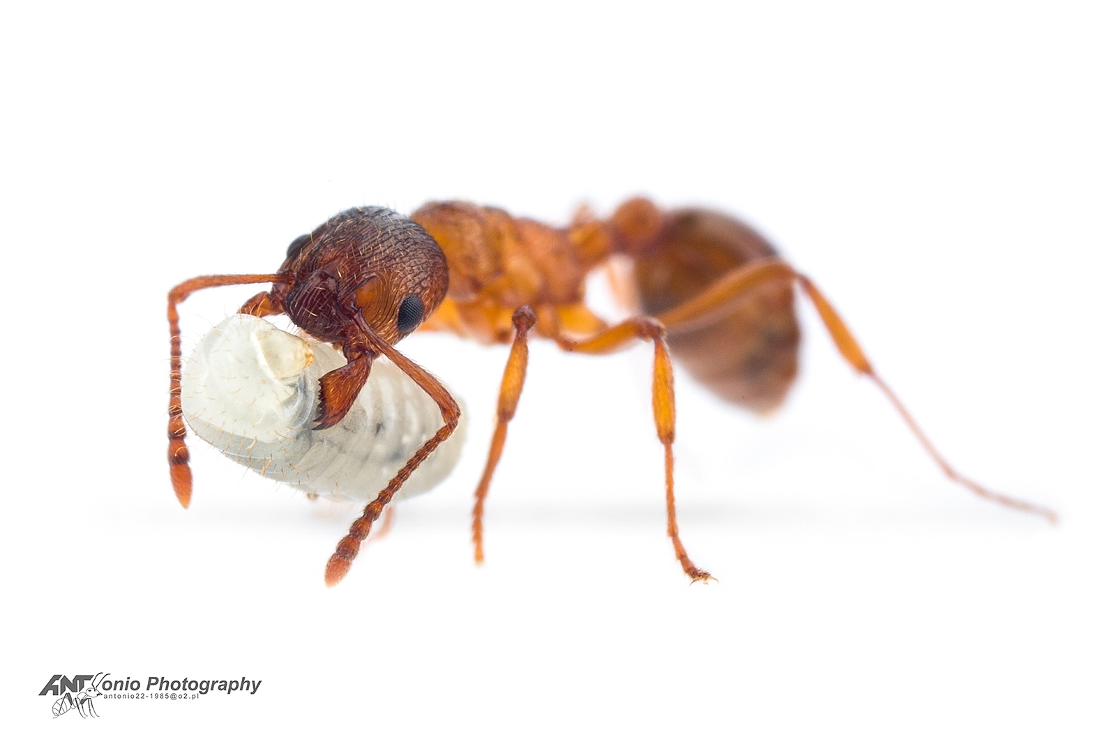 Myrmica rubra – Wścieklica zwyczajna | Insektarium