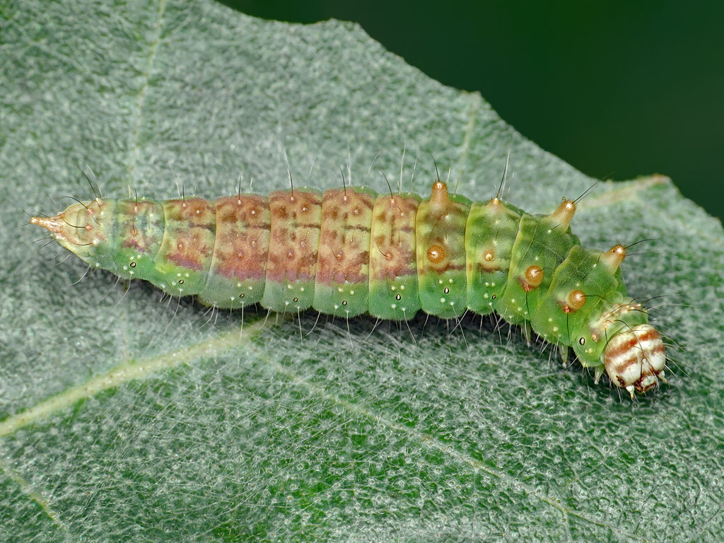 Drepana falcataria Wycinka sierpianka Insektarium