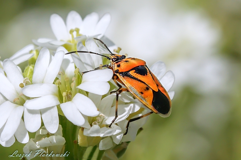 Eur ornata Insektarium