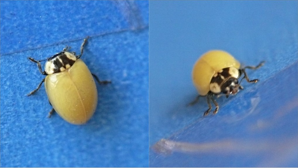 A.bipunctata Insektarium