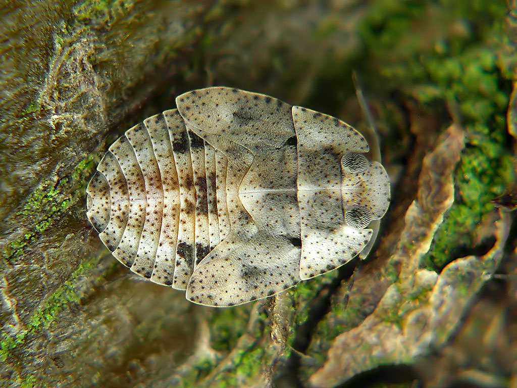 Isometopus intrusus | Insektarium