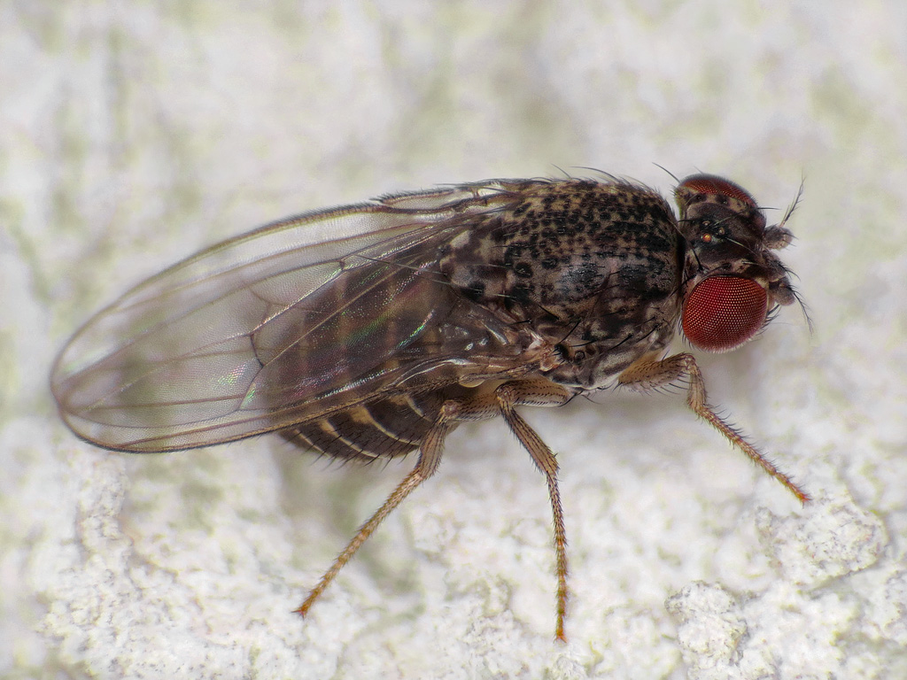 Drosophila hydei Insektarium