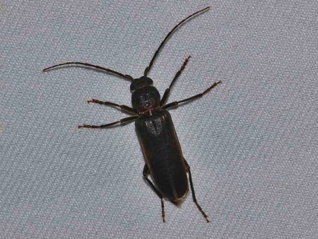 Arhopalus ferus – Wykarczak ciemny | Insektarium