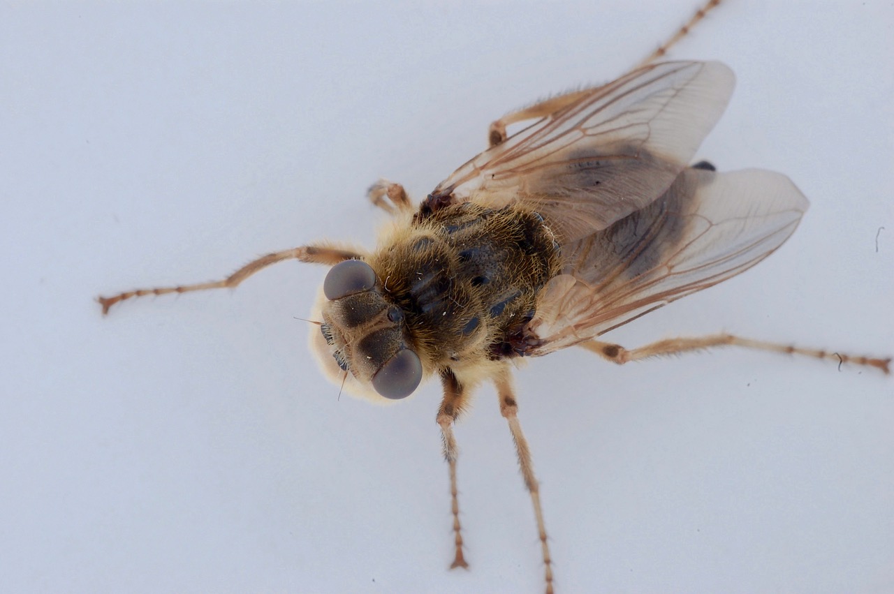 H.diana | Insektarium