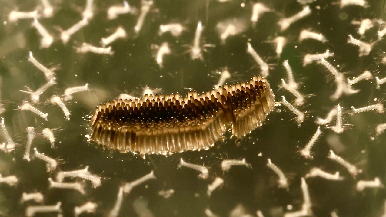 C.pipiens larva | Insektarium