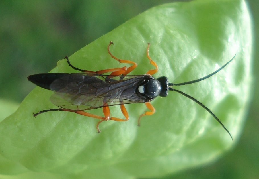 A.elongatus Insektarium