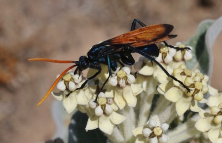 Pepsis mildei – Jastrzębiec upiornik | Insektarium