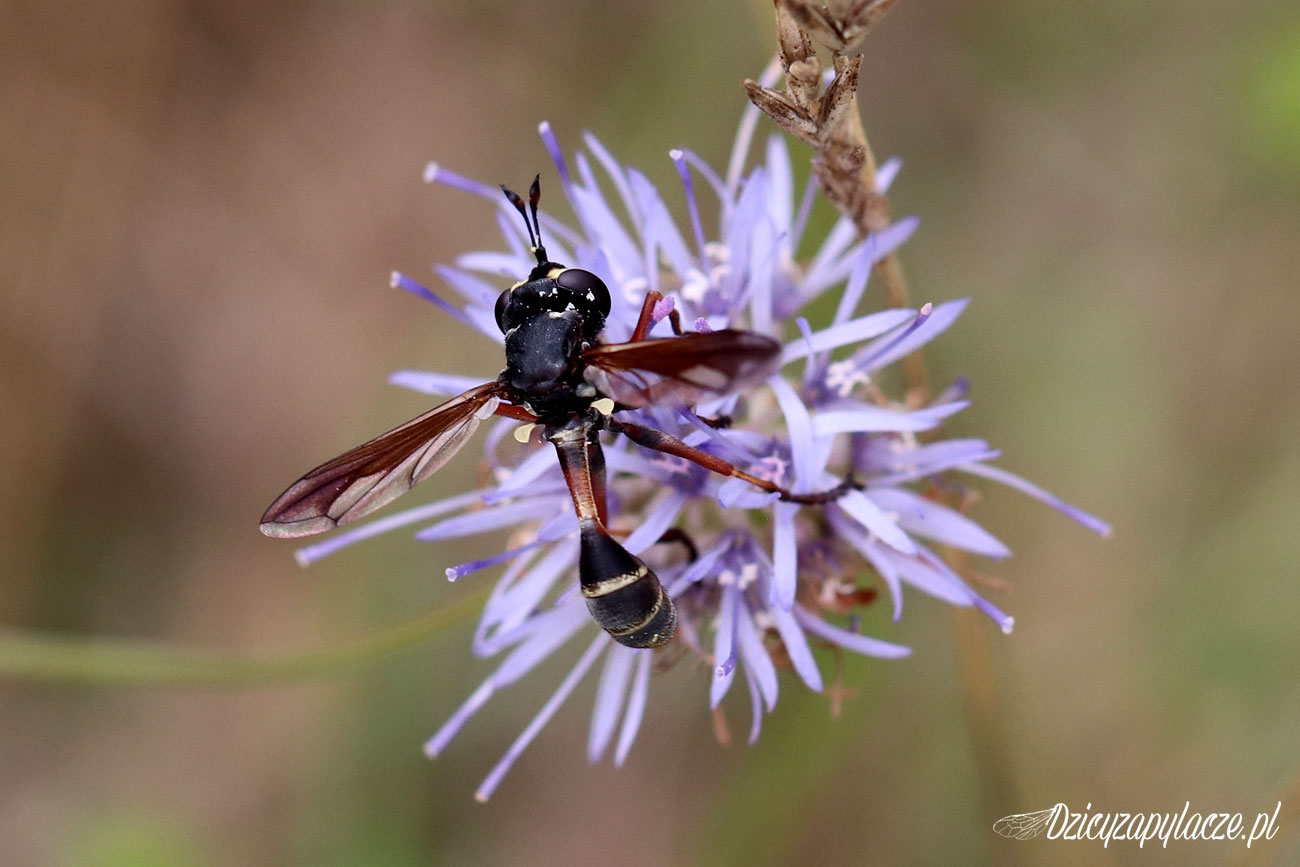 Ph rufipes | Insektarium