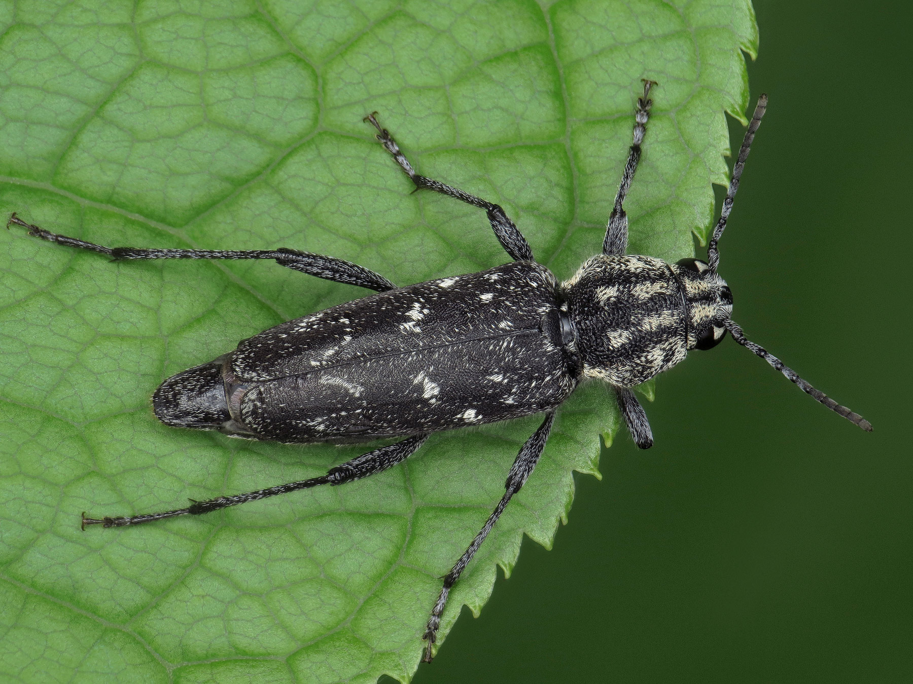 Xylotrechus rusticus | Insektarium