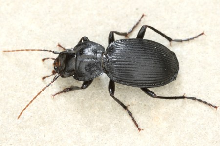 Licinus hoffmannseggii Dreptacz połyskliwy Insektarium