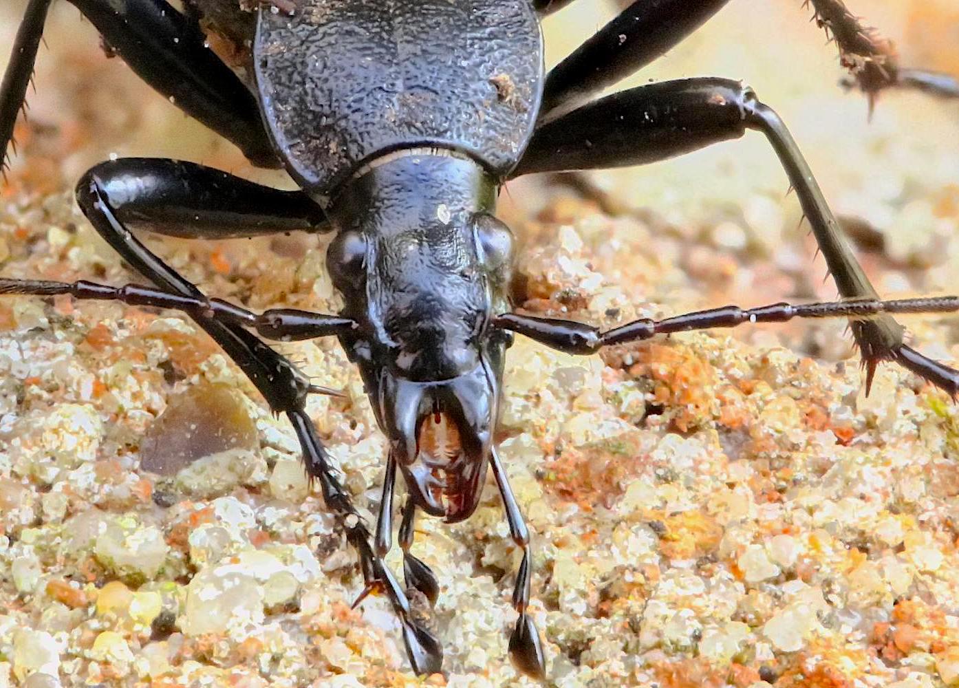 Cychrus Rufus Cychrus | Insektarium