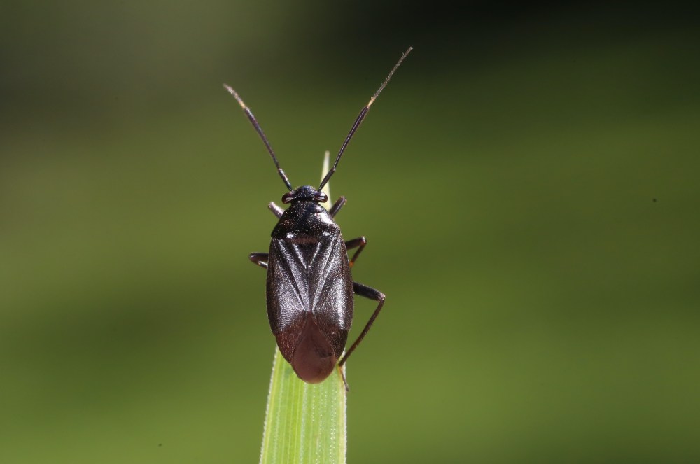 capsus-wagneri-tasznik-wagnera-insektarium