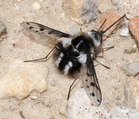 Triplasius polius | Insektarium