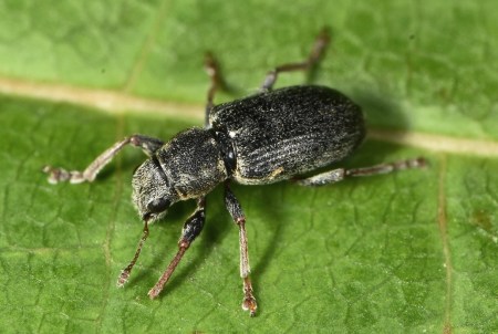 Sitona inops – Oprzędzik bezbronny | Insektarium