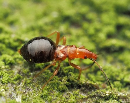 Microphysidae Loricula elegantula – Bąblik siedlica | Insektarium