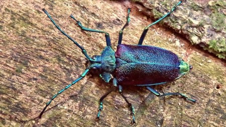 Pyrodes nitidus | Insektarium