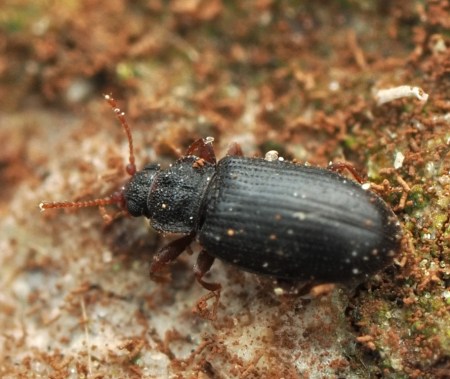 Enicmus rugosus | Insektarium